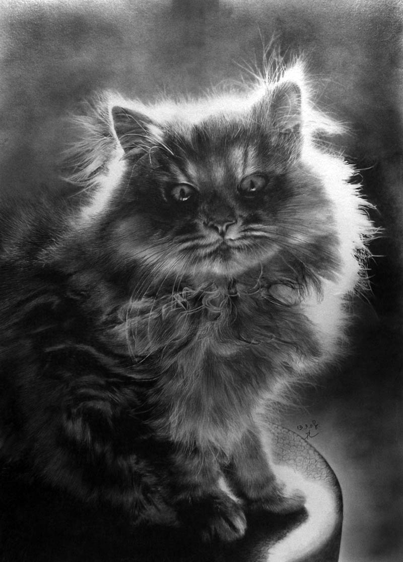 Карандаш рисунок кошки